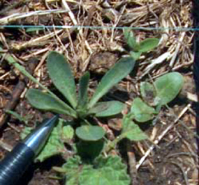 Lithospermum incisum - Narrow Leaf Gromwell