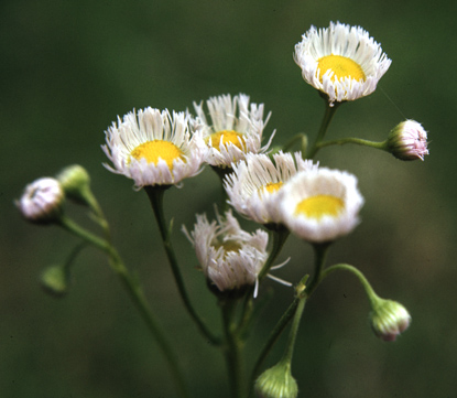 Low fleabane - Erigeron pumilus