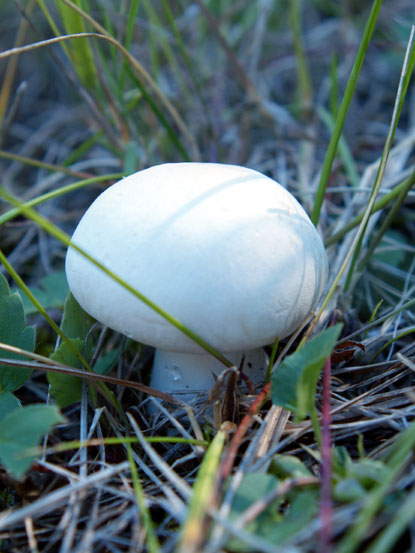 Meadow Mushroom, Pink Bottom - Agaricus campestris