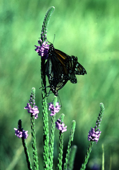 Monarch Butterfly - Danaus plexippus