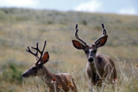 Mule deer bucks with antlers in velvet