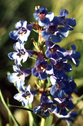 Narrowleaf Penstemon - Penstemon angustifolius