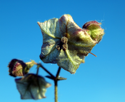 Narrowleaf Four-O'Clock, Narrowleaf Umbrellawort, Mirabilis linearis