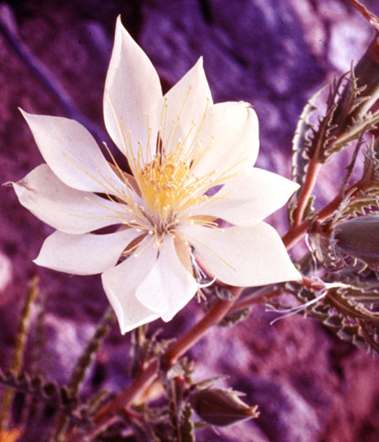 Tenpetal Blazingstar, Eveningstar, Chalklily, Tenpetal mentzelia, Mentzelia decapetala