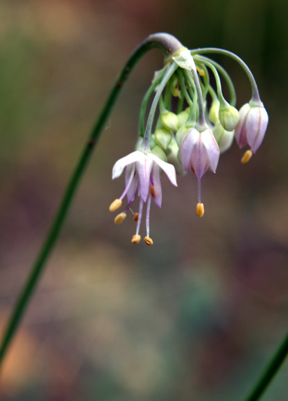 Nodding Onion - Allium cernuum