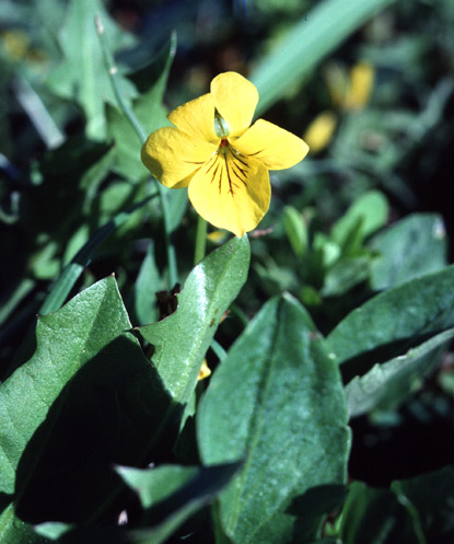 Nuttall's Violet, Yellow Prairie Violet - Viola nuttallii