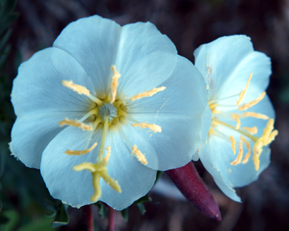 Pale Evening Primrose - Oenothera albicaulis