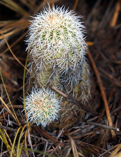 Nylon Hedgehog Cactus - Echinocerus viridiflorus
