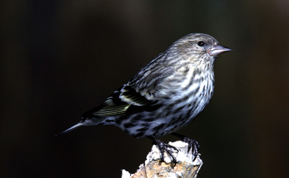 Pine Siskin - Carduelis pinus