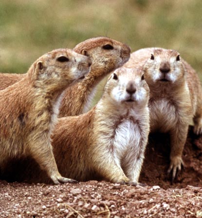 Prairie House Plans on Blacktail Prairie Dogs Cynomys Ludovicianus Click On Picture For More