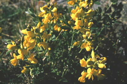 Prairie Goldenpea - Thermopsis rhombifolia