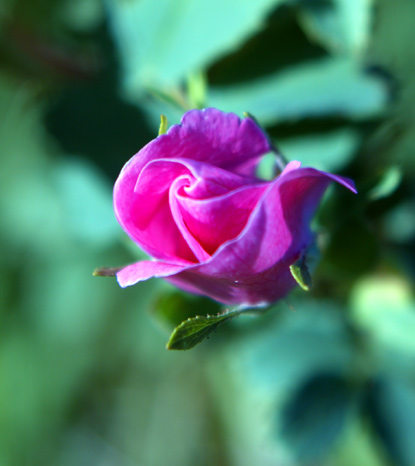 Prairie Rose - Rosa arkansana, R. suffulta