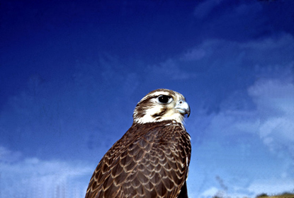 Prairie Falcon - Falco mexicanus