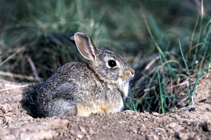Desert Cottontail - Sylviagus audubonii