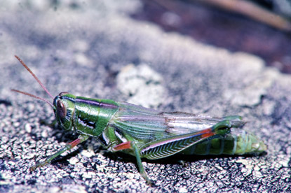 Red-legged Grasshopper - Hesperotettix speciosus
