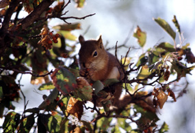 Red Squirrel - Tamiasciurus hudonicus