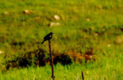 Red-winged Blackbird - Agelaius phoeniceus