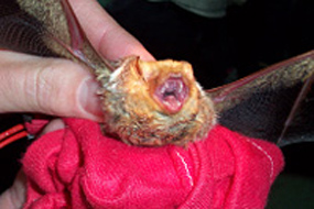 Eastern Red Bat - Lasiurus borealis