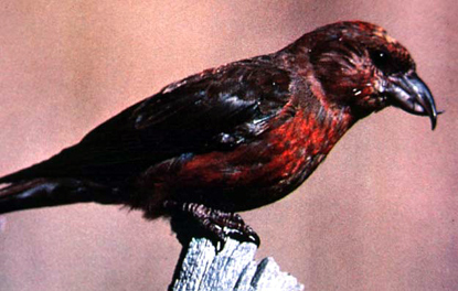 Red Crossbill - Loxia curvirostra