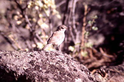 Rock Wren - Salpinctes obsoletus
