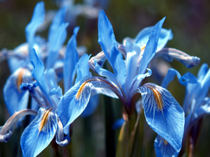 Rocky Mountain Iris