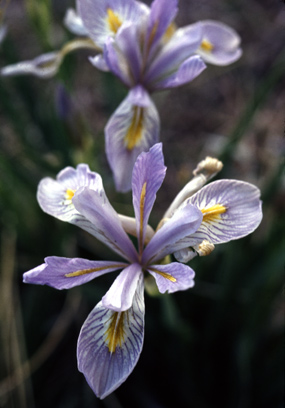 Rocky Mountain Iris - Iris missouriensis
