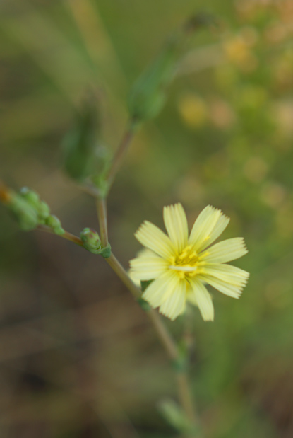 Rush Skeletonweed - Chondrilla juncea
