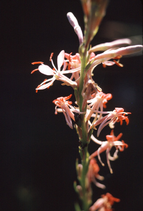 Scarlet Gaura, Scarlet Butterflyweed, Gaura coccinea
