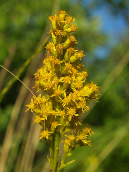 This is Kentucky's State flower it's called a Goldenrod.