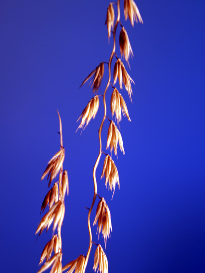 Sideoats Grama - Bouteloua curtipendula