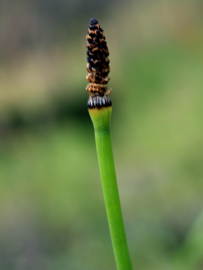Smooth Scouring Rush - Equisetum laevigatum