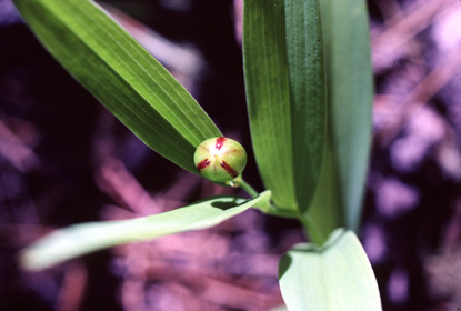 Solomon's Seal - Polygonatum biflorum
