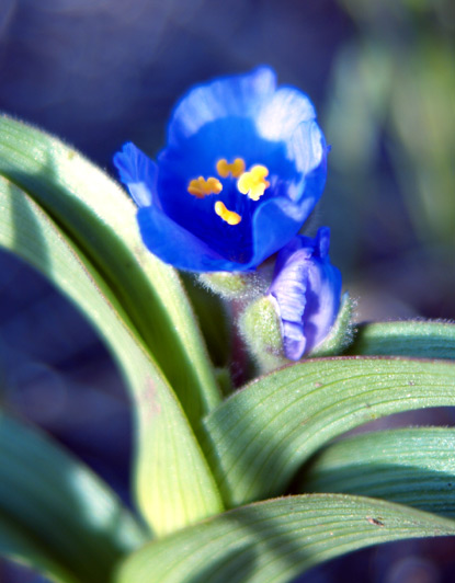 Bracted Spiderwort, Common Spiderwort - Tradescantia bracteata