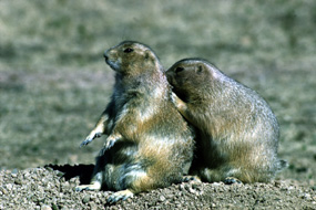 Two Blacktail Prairie Dogs preening