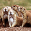 Prairie Dog