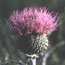 Exotic Plants