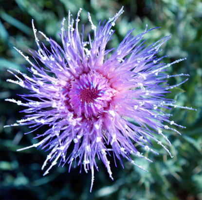 Wavyleaf Thistle, Cirsium undulatum