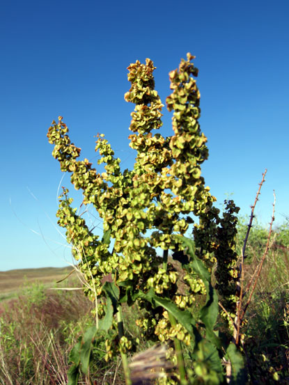 Curly Dock - Rumex crispus