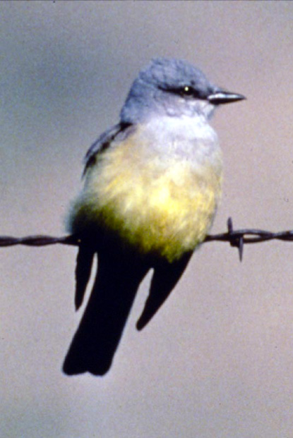 Western Kingbird Western Kingbird