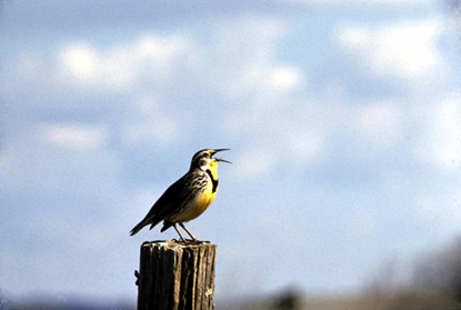 Western Meadowlark - Sturnella neglecta
