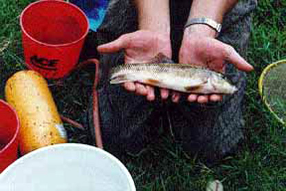 White Sucker - Catostomus commersoni