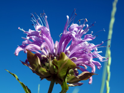 Wild Bergamot, Horsemint, Beebalm, Monarda fistulosa