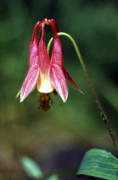Wild Columbine, Canada Columbine, Red Columbine - Aquilegia canadensis