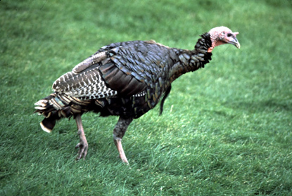 Wild Turkey - Meleagris gallopavo