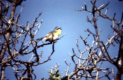 Yellow-Breasted Chat - Icteria virens