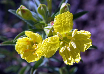 Yellow Evening Primrose, Yellow Sundrops, Half-Shrub Sundrops, Plains Yellow Primrose, Tooth-Leaved Evening Primrose, Calylophus serrulatus, Oenothera serrulata