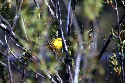 Yellow Warbler - Dendroica petechia