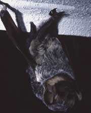 Bat