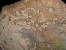 Brachiopods in Wind Cave