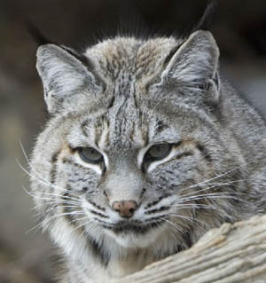 bobcat eyes